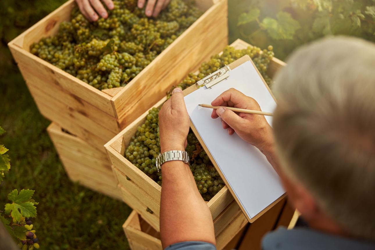 Raisins récoltés pendant les vendanges